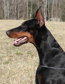 hundene 323 (Medium)