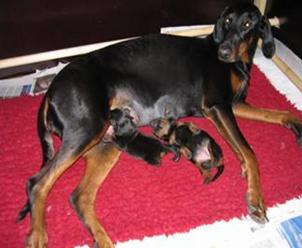 GRAVIN CAYSA V KAMAIKA