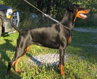 Toro aug main_resize