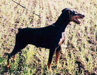 Resize of Arany in the wood