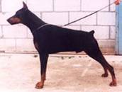 Hertog Alpha v Le Dobry1