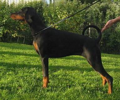 Eranya stand 5 m_NORMAL