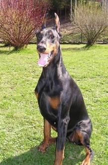 SHEYLA DE VALLEI D'ARO SITT