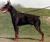 ICARO DE VILLA CASTELLI 2