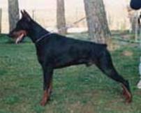 http://www.dobermannreview.co.yu/feature/GamonDiCampovalano/pro/cran81.jpg