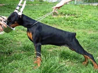 http://www.dobermannreview.co.yu/for_sale/de_Bella_y_Feliz_Estrella_Kwin/Kwin_03_3m.JPG