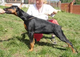 http://www.dobermannreview.co.yu/for_sale/de_Bella_y_Feliz_Estrella_Kwin/Kwin_02_4-5m.JPG