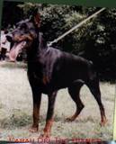 http://www.vaydee-dobermanns.hr/vaydee/FarahDelRioBianco.jpg