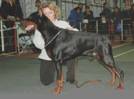 http://www.dobermannreview.co.yu/males/Tahi-Reme%20Xaro/Tahi-Reme_Xaro_05_7y.JPG