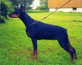 SKAMAIKA VAN HOF TER EECKHOUT