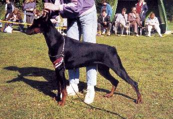 Biwa Dober Black Charming Kaisa