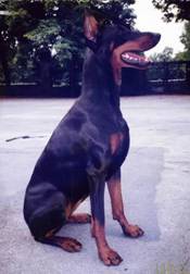 Resize of Kamaika sitt