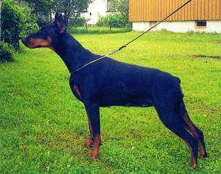 SKAMAIKA VAN HOF TER EECKHOUT