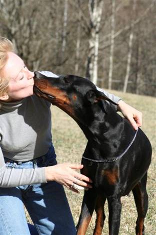 hundene 278 (Medium)