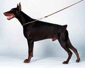 Alfa Adelante del Citone