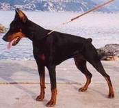 ARDENS ECLYPSE DE LUNA