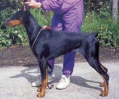 Qrella Von Silverkrohn