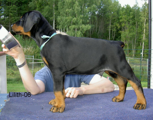 1966 ljusbla sta kup