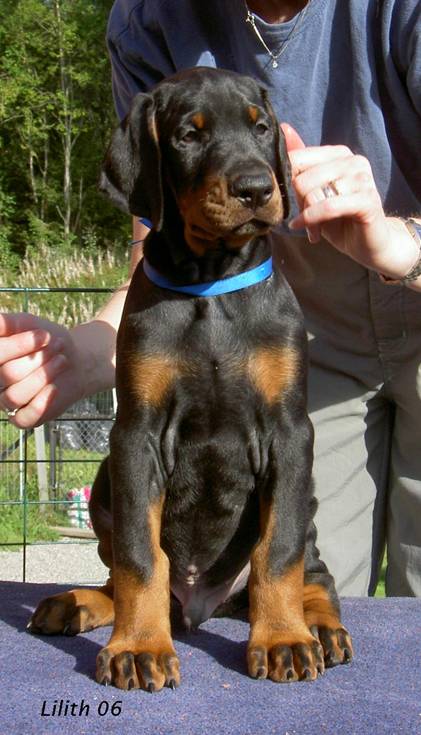 1974 morkbla sitt fr