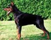 http://www.dobermannreview.co.yu/photo_pedigree/Vysan%20vht%20Eeckhout.jpg