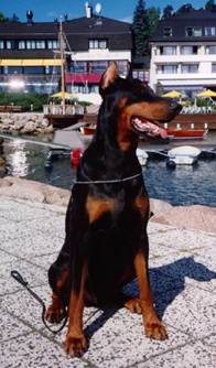 Graaf Carlo V Kamaika s