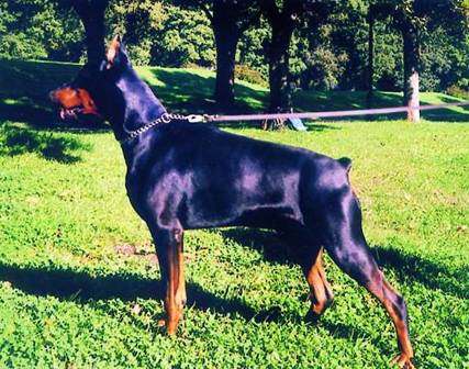 GRAAF CARLO V KAMAIKA