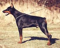 Graf Guido v Franckenhorst1