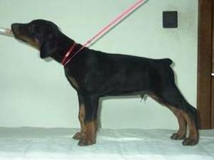 DIABORA  MUNDO ELTORO 5 weeks