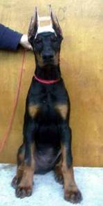 Diabora_Mundo_Eltoro_sitt1