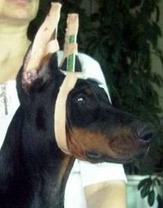 Diabora_Mundo_Eltoro_3_months2