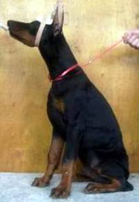 Diabora_Mundo_Eltoro_sitt2