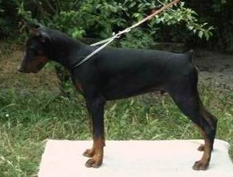 Diabora Mundo Eltoro standing 5 months