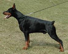 Cillian Conner von Jahrestal