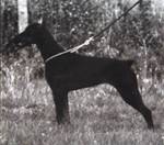 Kastra_v_Norden_Stamm_01