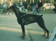 Borana Carmen Sawages