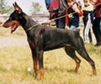 Viteza Fortobella main