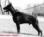 Baron Cecar V Rensloo