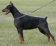 http://www.dobermannreview.co.yu/puppies/Diabora_Ferrofarah_Mara/Mara.jpg