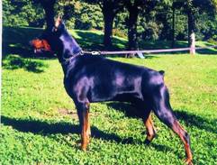 GRAAF CARLO V KAMAIKA