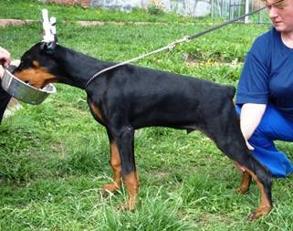 Kwentin_de_Bella_y_Feliz_Estrella_1