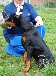 Kwentin_de_Bella_y_Feliz_Estrella_4