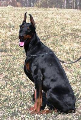 hundene 246 (Medium)