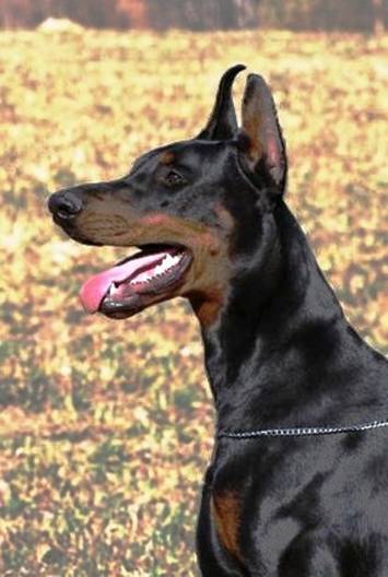 hundene 250 (Medium)