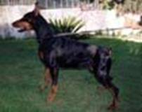 http://www.dobermannreview.co.yu/photo_pedigree/Astra%20Astra%20de%20Godzilas.jpg