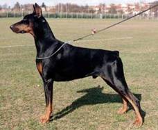 Jacques van Roveline